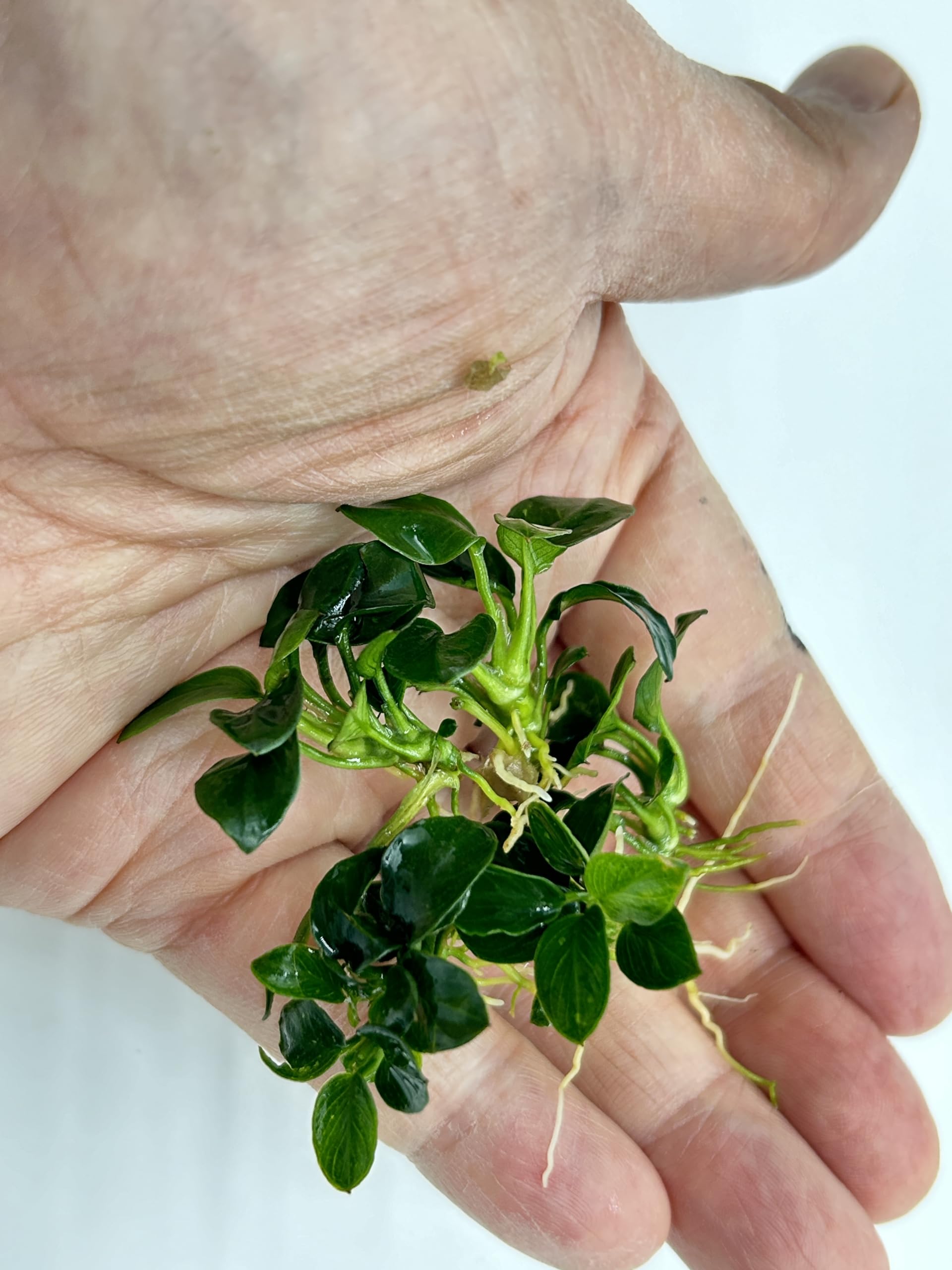 ふっくらおとうさん専用！アヌビアスナナプチ！ Amazon.co.jp: 極小 アヌビアスナナ プチ ミクロ 5株 無農薬 : ペット用品